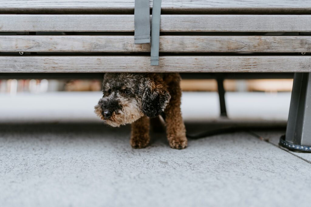 The Role of Tail Wagging in Dog Communication