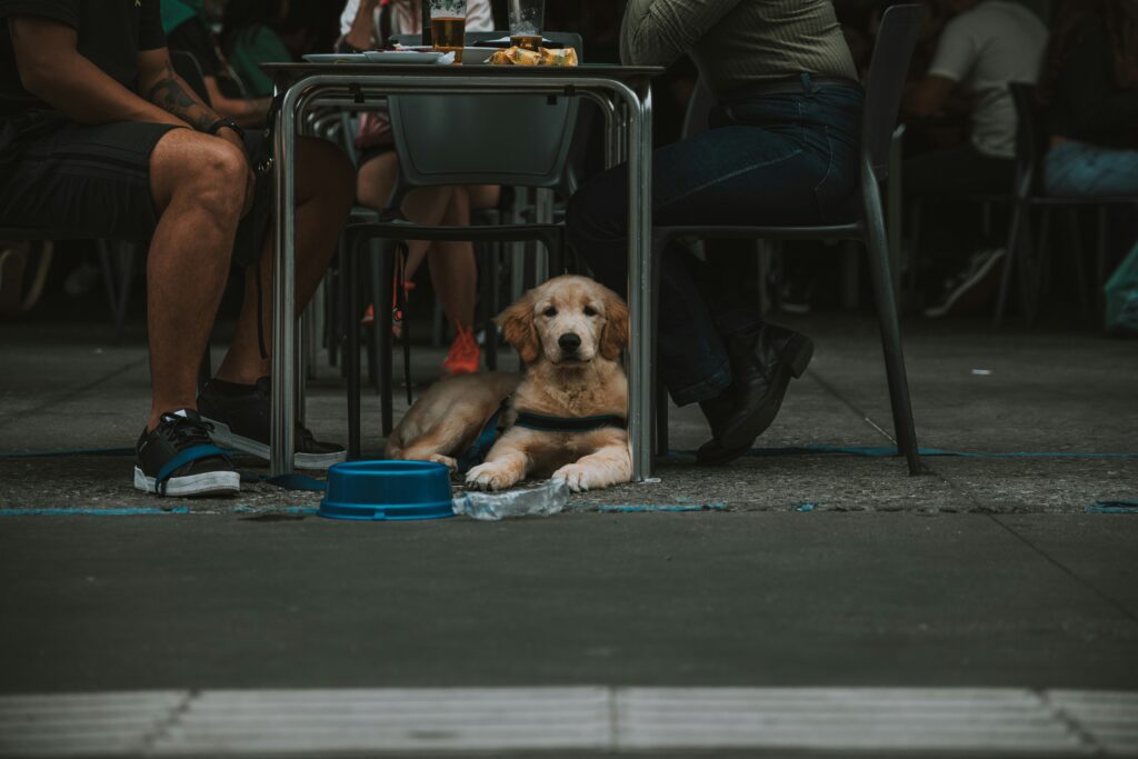 How Your Body Language Affects Nervous Dogs