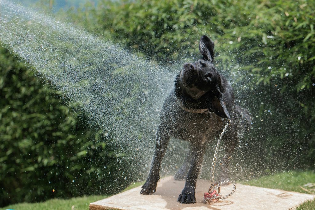 Travel Tips for Dogs in the Summer Heat