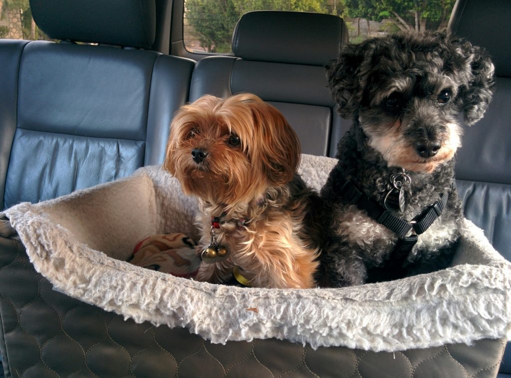 How to Find Dog-Friendly Accommodations