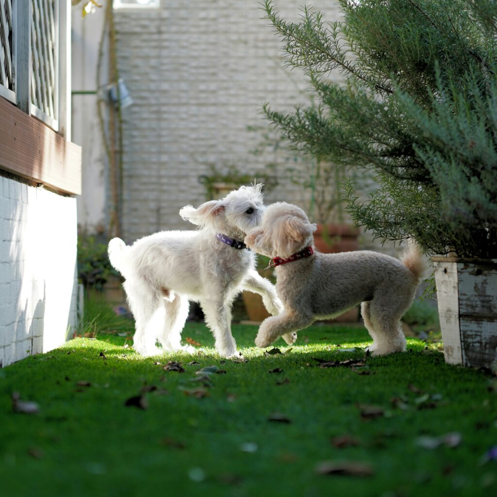 Teaching Basic Commands Builds Puppy Confidence