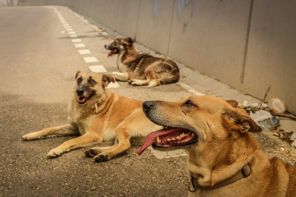 What to Do If Your Dog Has Heat Stroke