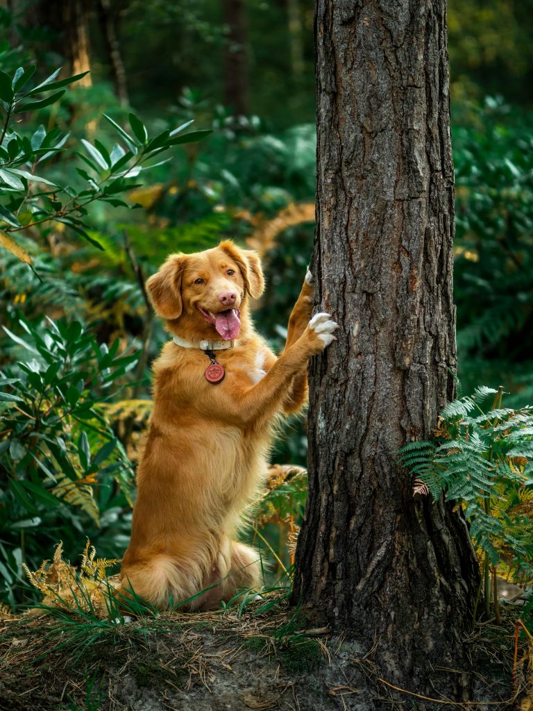 Minimalist Dog Ownership: Essentials Only