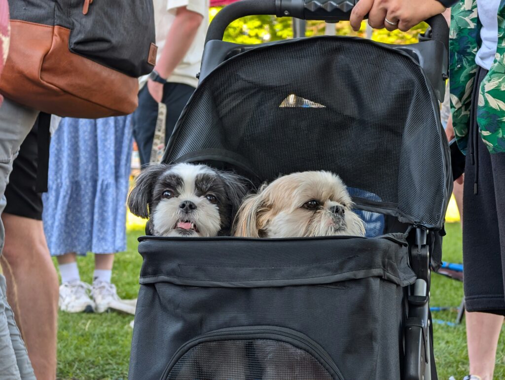 How to Volunteer With Dogs in Stamford, CT