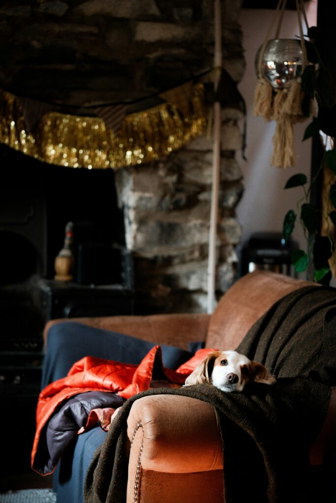Understanding Canine Body Language