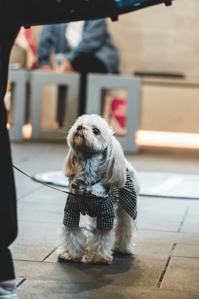 How to Find Dog-Friendly Accommodations
