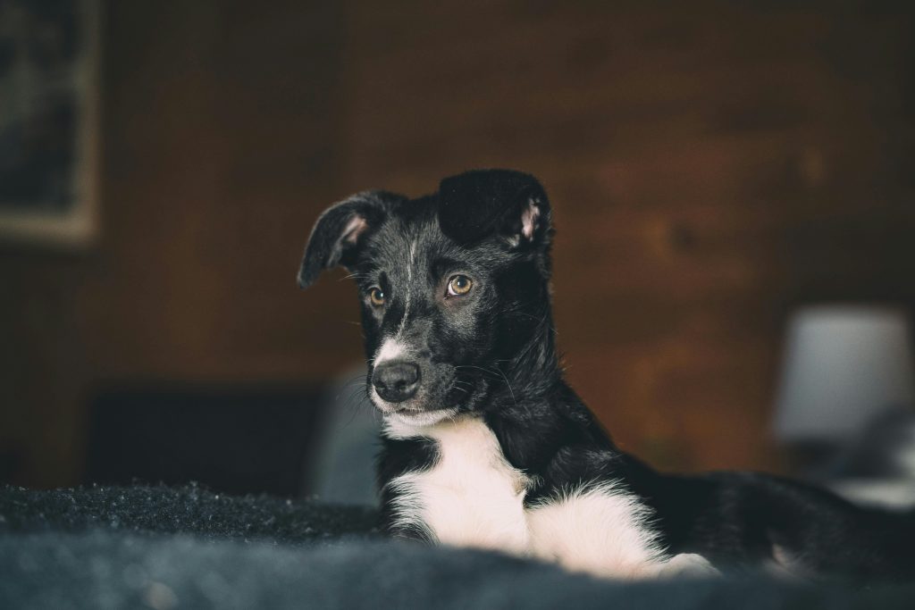 Minimalist Dog Ownership: Essentials Only