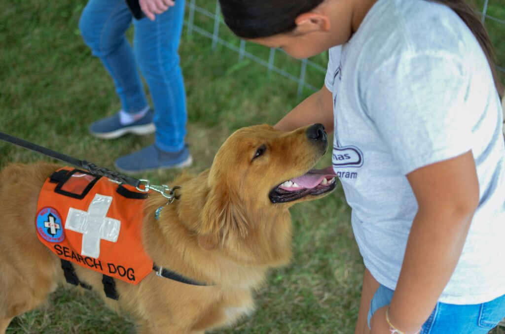 How to Volunteer With Dogs in Stamford, CT