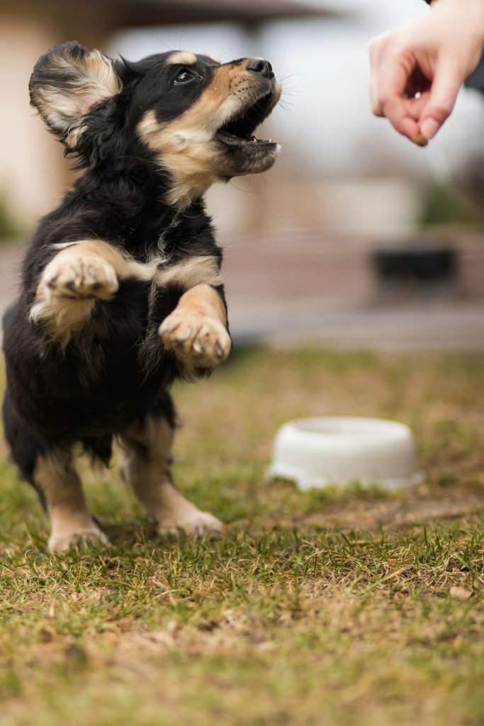 Potty Training Prevents Costly Household Damage
