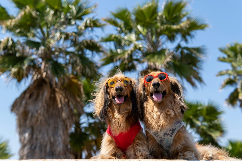 Travel Tips for Dogs in the Summer Heat
