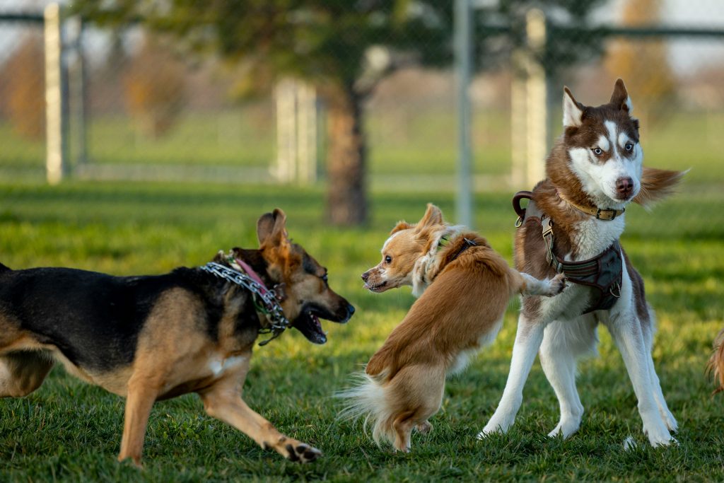 Enrichment Walks: More Than Just Exercise