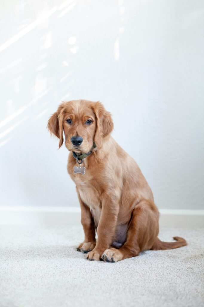 How to Help an Anxious Dog Feel Safe
