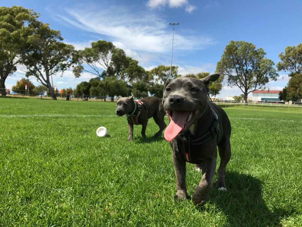 What to Do If Your Dog Has Heat Stroke