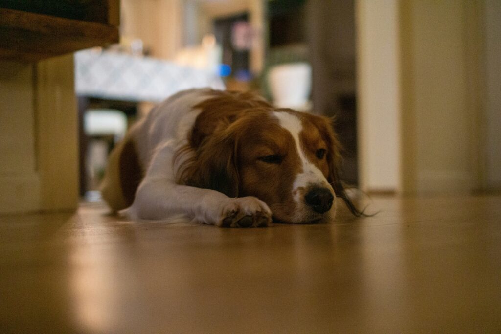 Understanding Canine Body Language