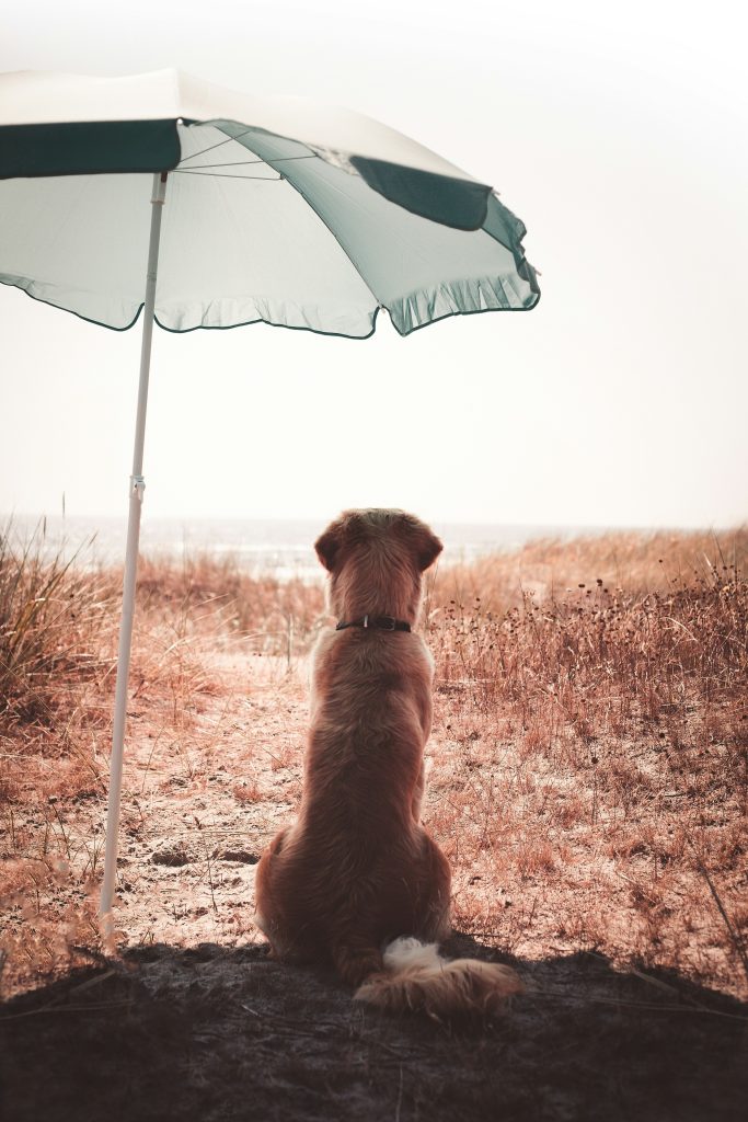 Travel Tips for Dogs in the Summer Heat