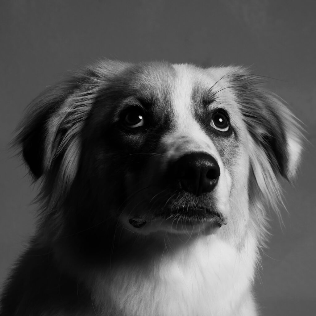 How Your Body Language Affects Nervous Dogs