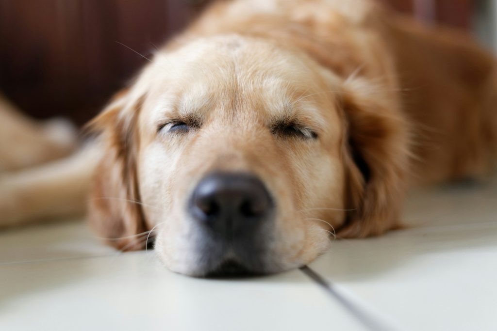 How Exercise Reduces Anxiety in Dogs