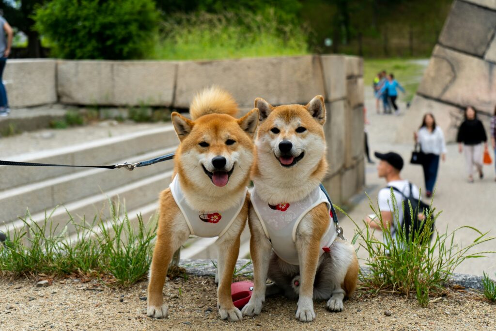 How to Volunteer With Dogs in Stamford, CT