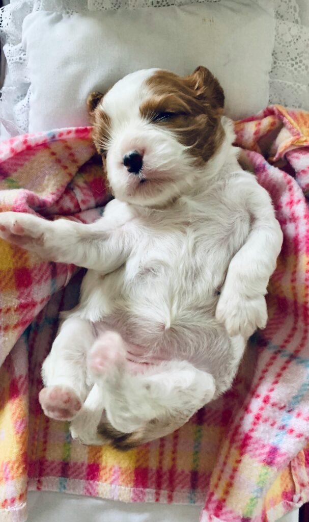 How Probiotics Improve Dog Gut Health