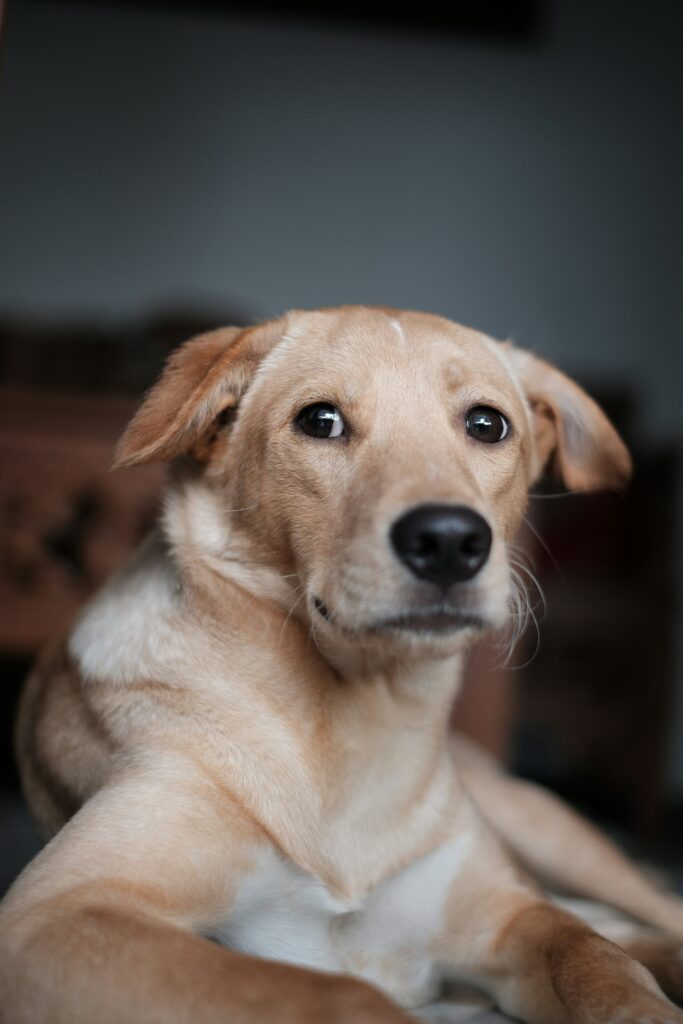 How Your Body Language Affects Nervous Dogs
