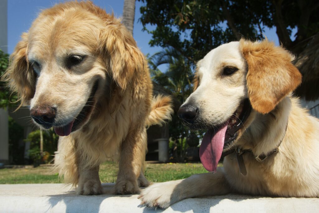 What to Do If Your Dog Has Heat Stroke