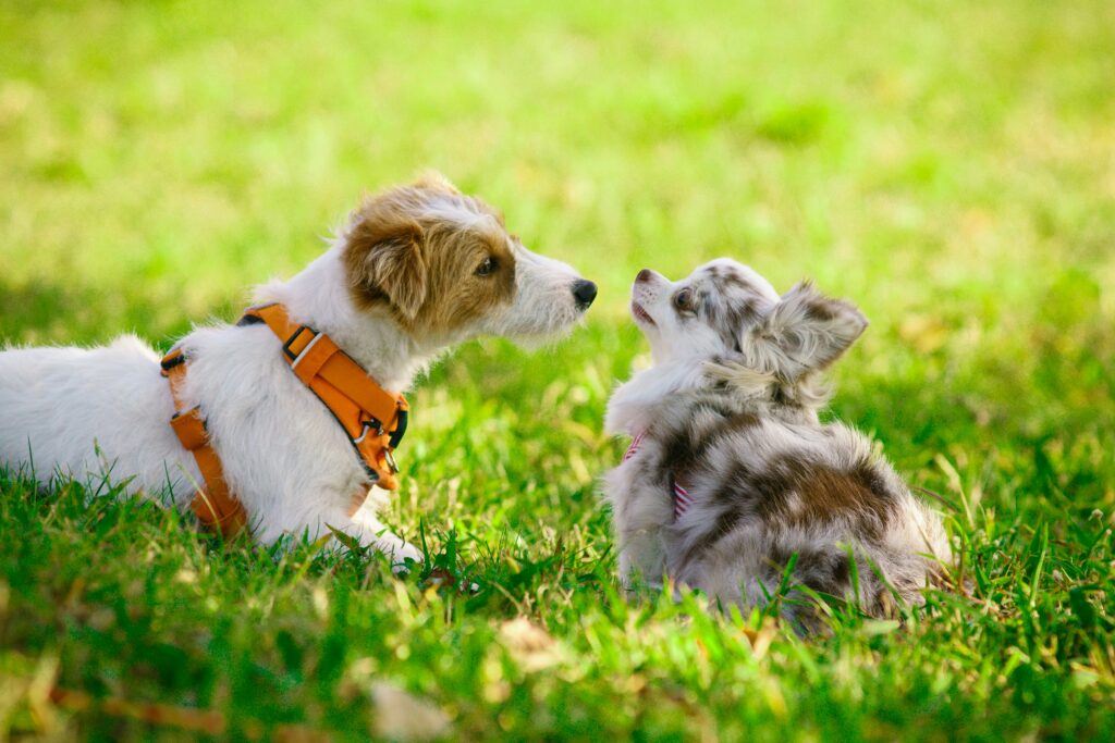 Teaching Basic Commands Builds Puppy Confidence