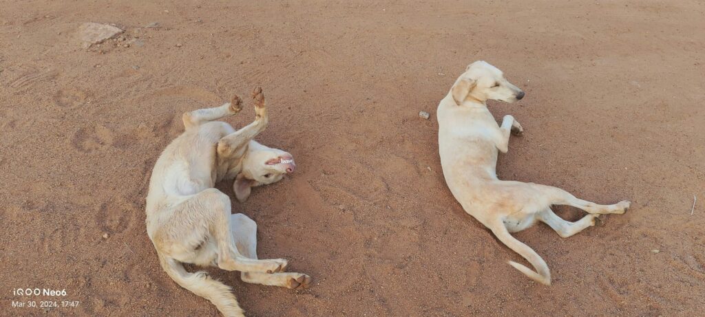 What to Do If Your Dog Has Heat Stroke