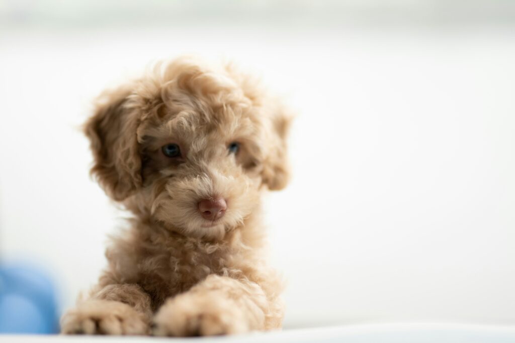 How to Help an Anxious Dog Feel Safe
