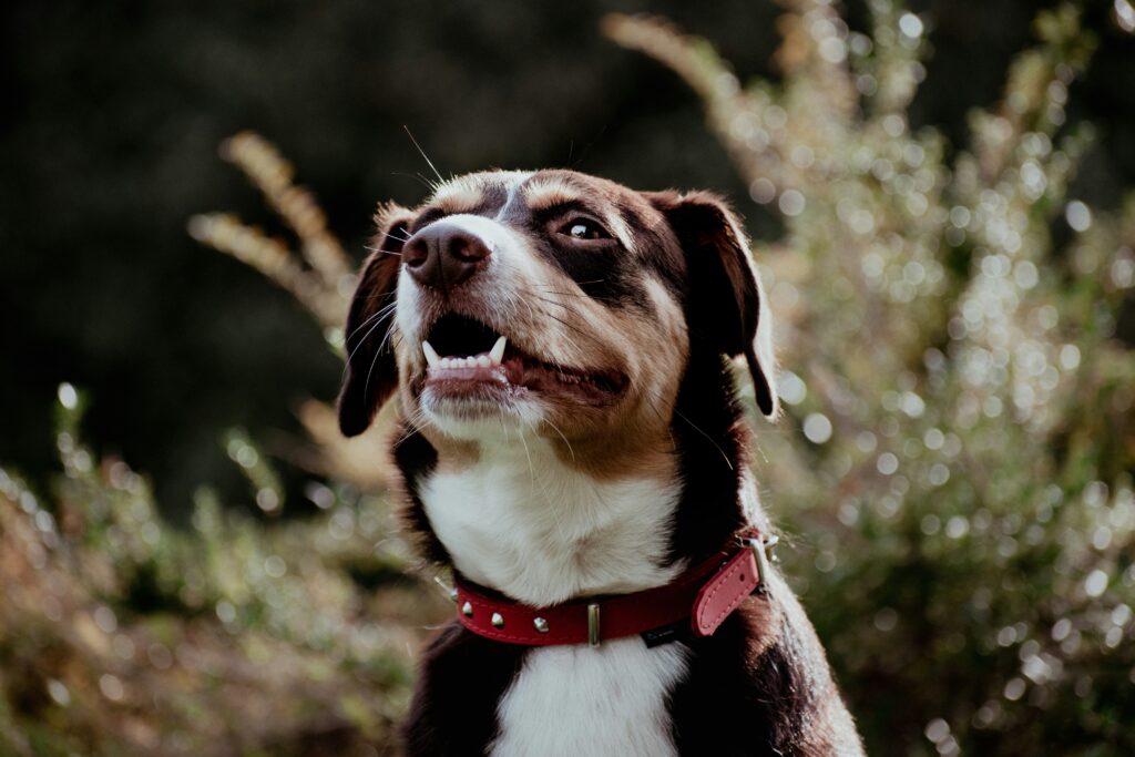 Best Dental Chews and Toys: Do They Really Work?