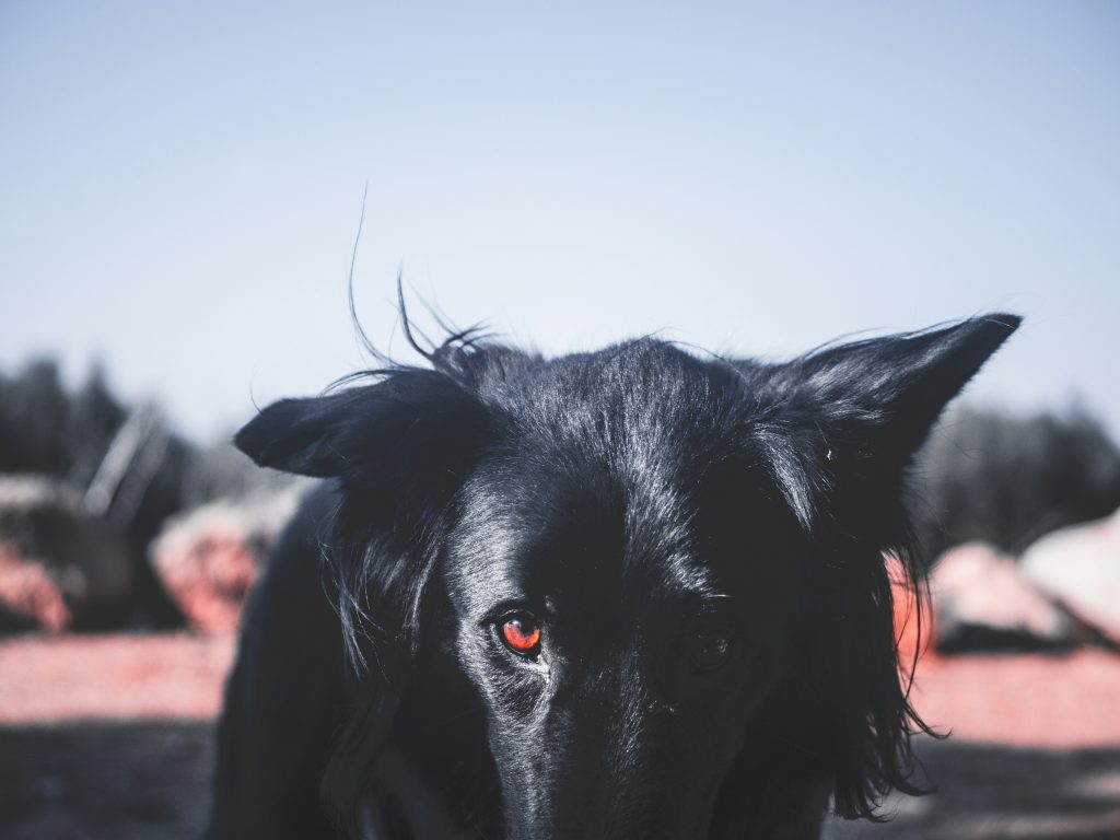 Dogs Eat Grass When They're Sick