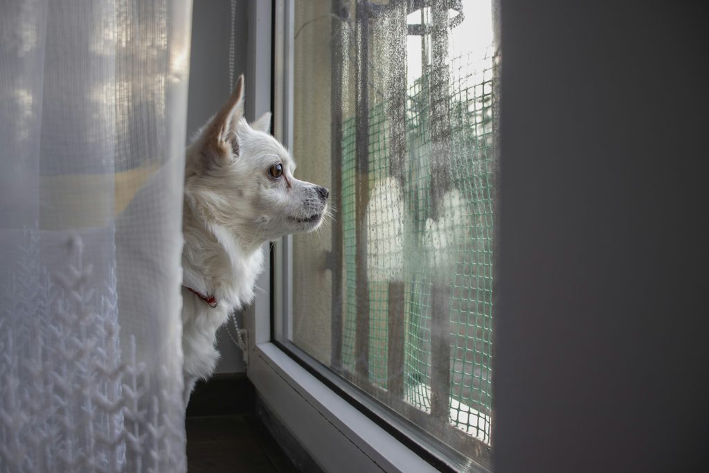 What Your Dog Sees From the Window