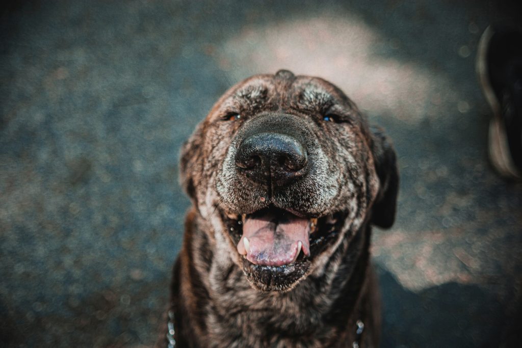 The First 30 Days With Your Rescue Dog
