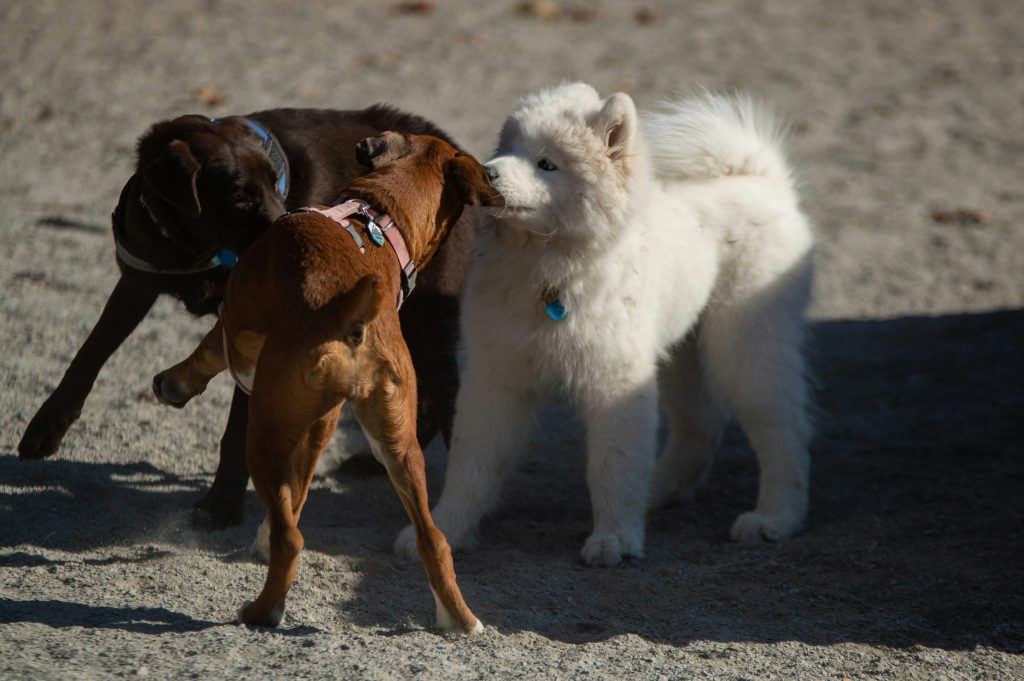 The Role of Tail Wagging in Dog Communication