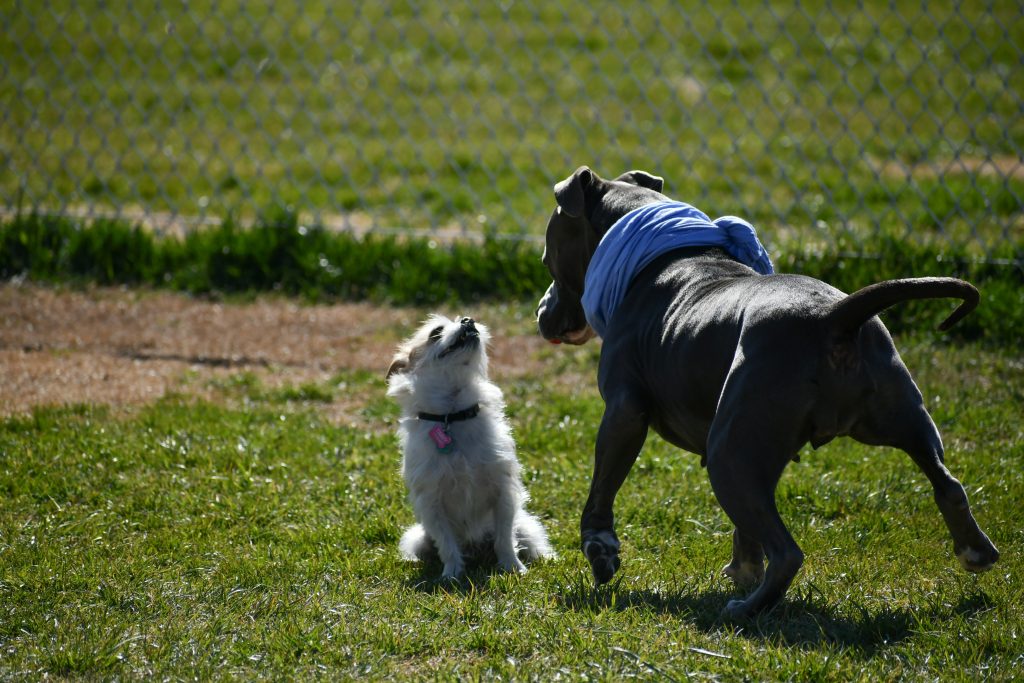 The First 30 Days With Your Rescue Dog