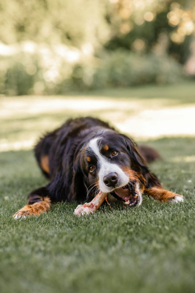 The Best Bone Alternatives for Dogs