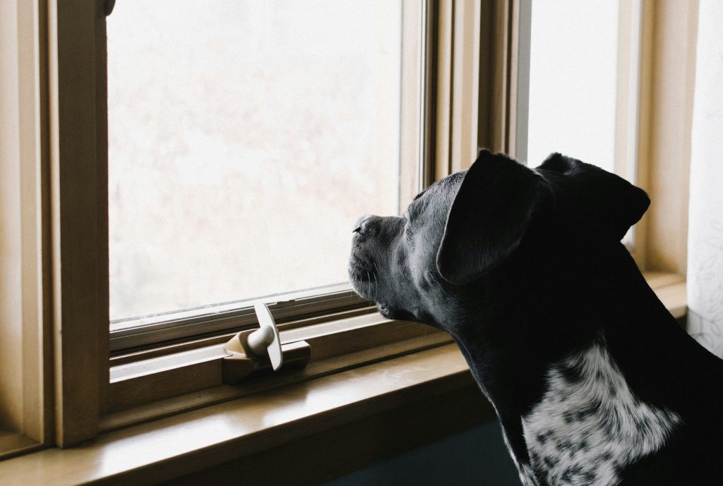 What Your Dog Sees From the Window