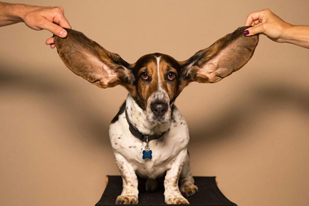 How Vets Diagnose and Treat Ear Infections