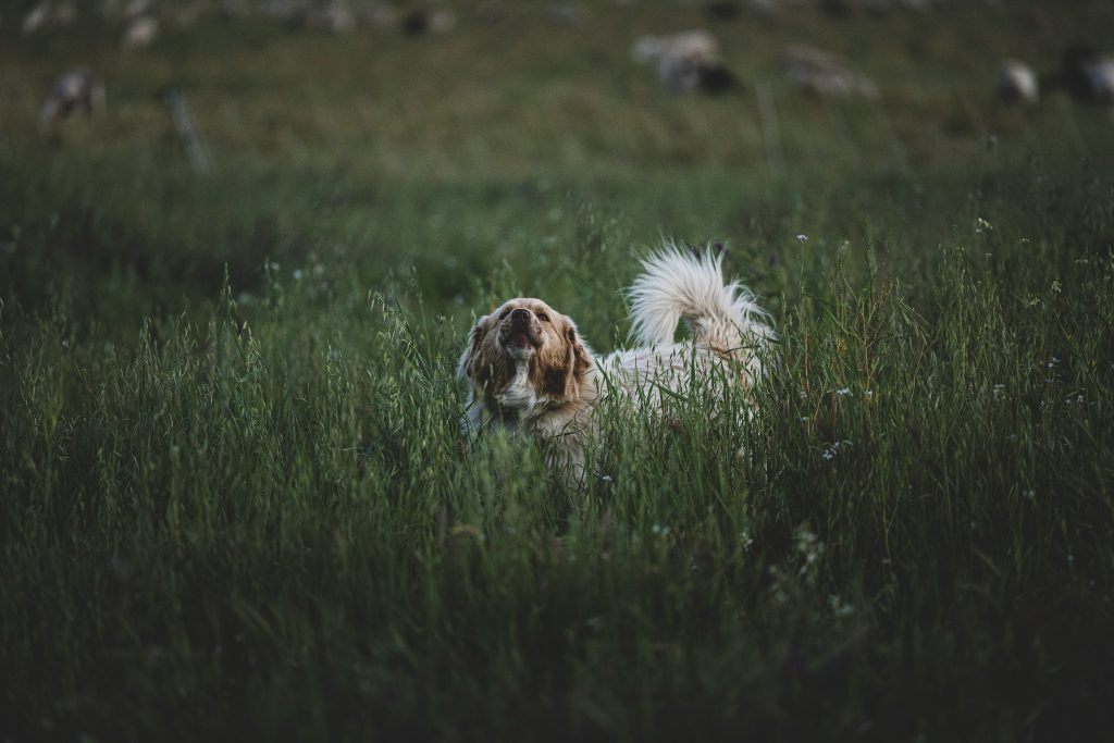 Dogs Eat Grass When They're Sick