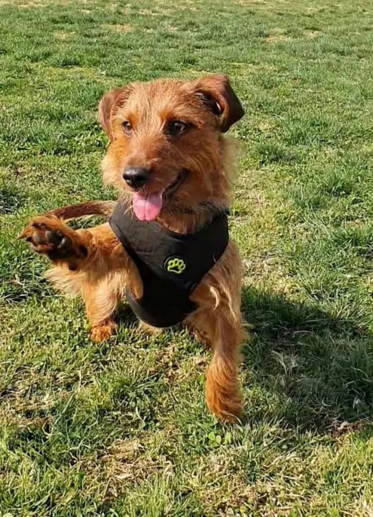 Paw Pads as Sensory Tools: More Than Just Padding