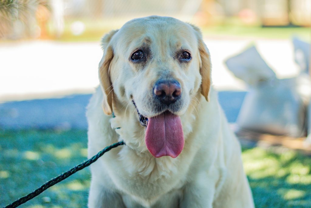 The First 30 Days With Your Rescue Dog
