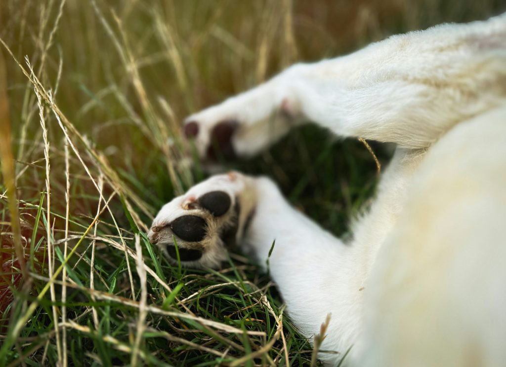 Paw Pads as Sensory Tools: More Than Just Padding