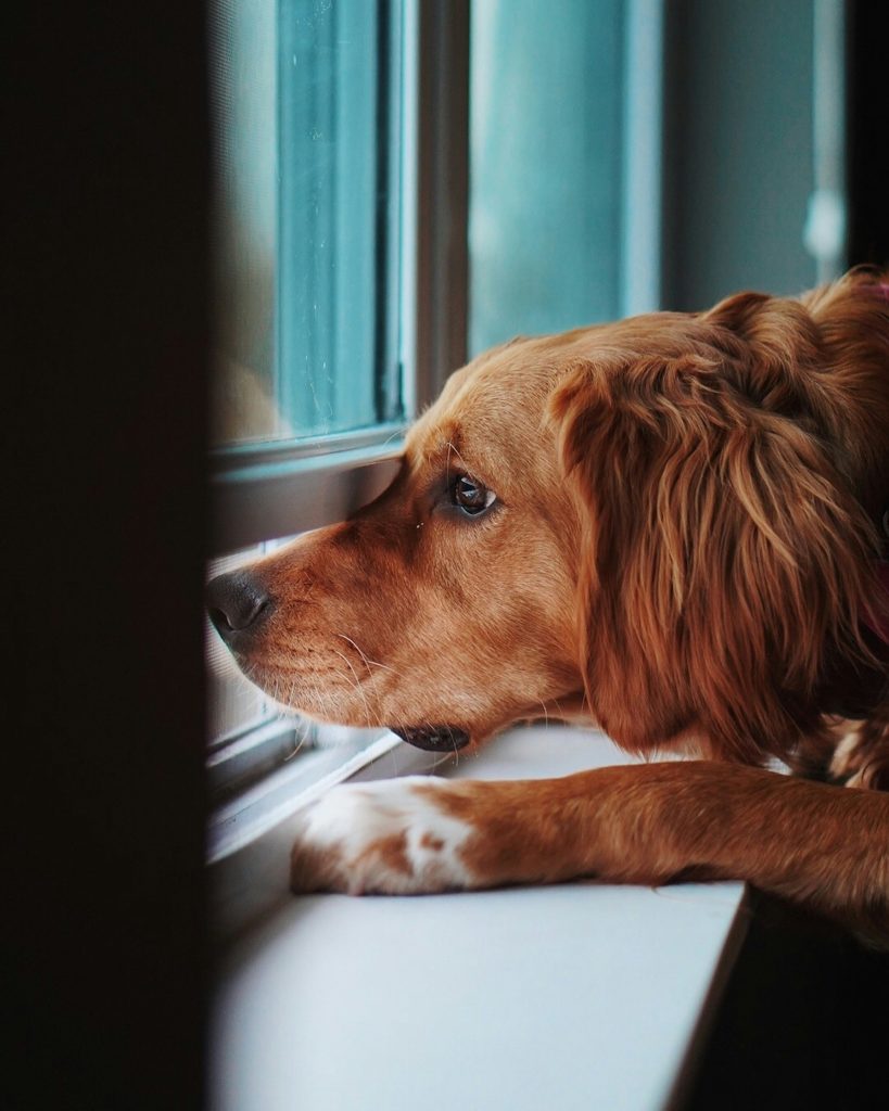 What Your Dog Sees From the Window