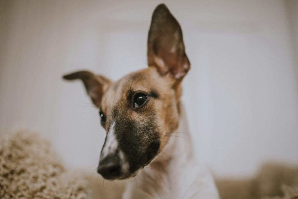 How Vets Diagnose and Treat Ear Infections