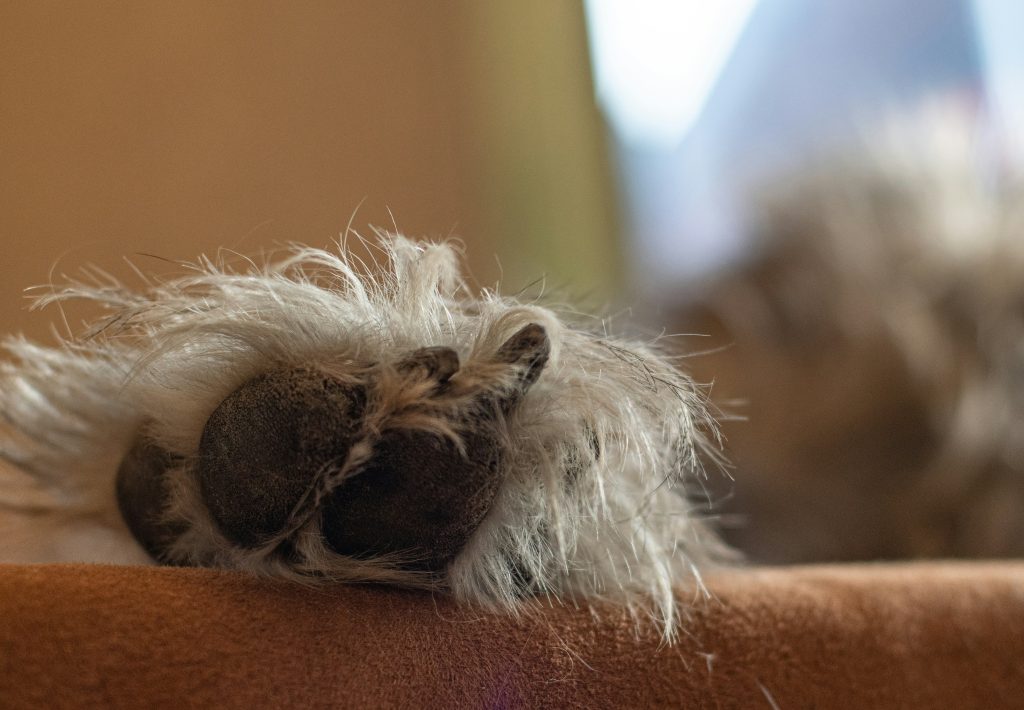 Paw Pads as Sensory Tools: More Than Just Padding