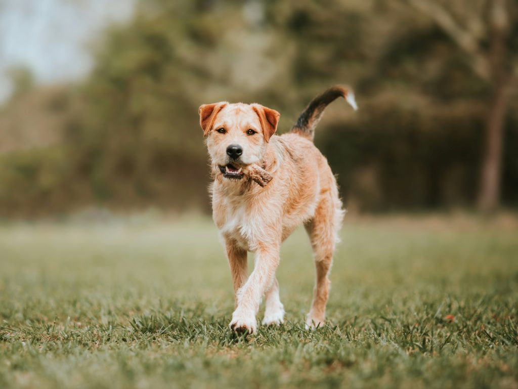 The Best Bone Alternatives for Dogs
