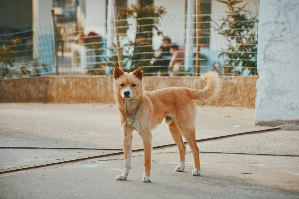 The Role of Tail Wagging in Dog Communication