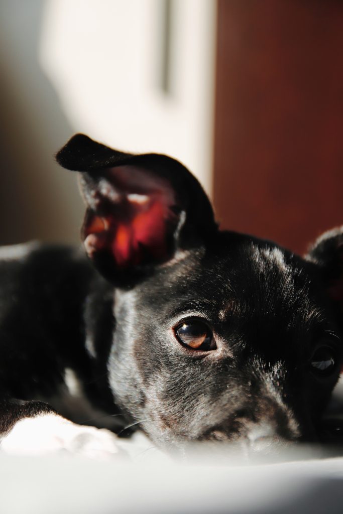 How Vets Diagnose and Treat Ear Infections