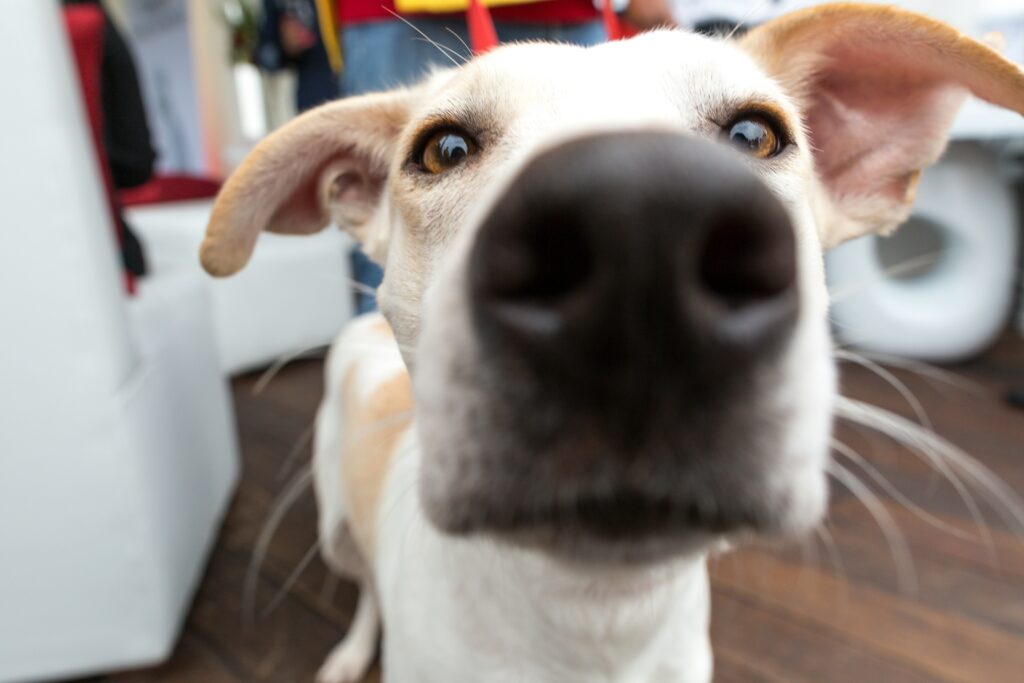 The Nose Knows: How Dogs Detect Illness and Emotions