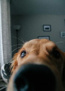 The Nose Knows: How Dogs Detect Illness and Emotions