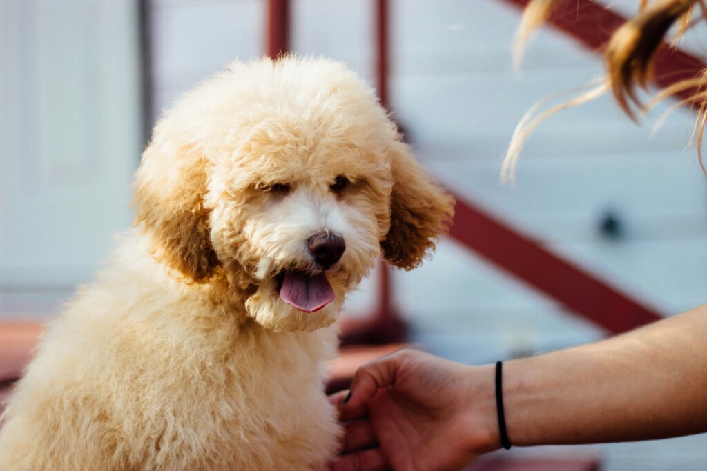 Staying Hydrated: Summer Nutrition and Water Tips for Dogs